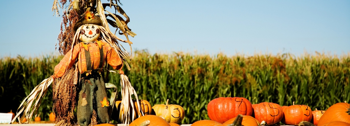 A scarecrow and pumpkins in a field.