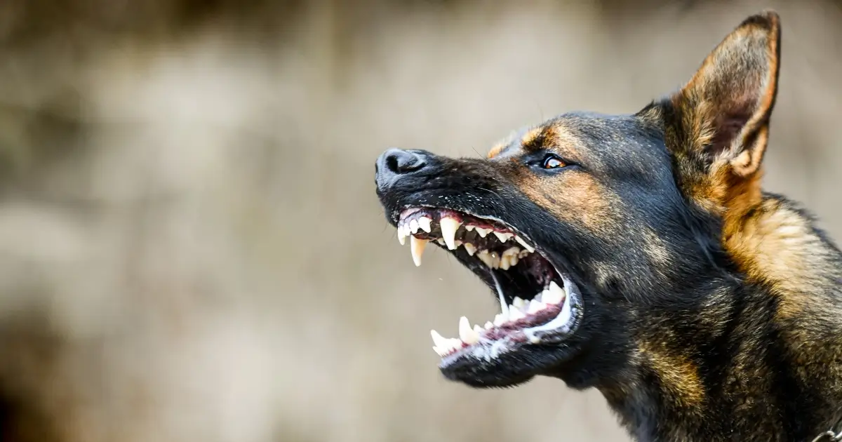 closeup of German shepherd barking and baring teeth